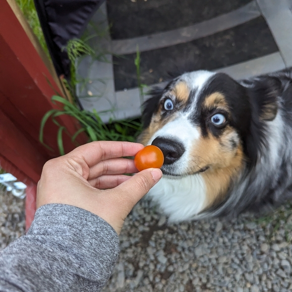 Meet the posher - Picture 3 of 3